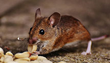 24 Hour & Emergency Exterminators in Burlngtn City, NJ